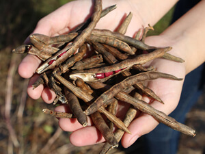 北海道産十勝小豆
